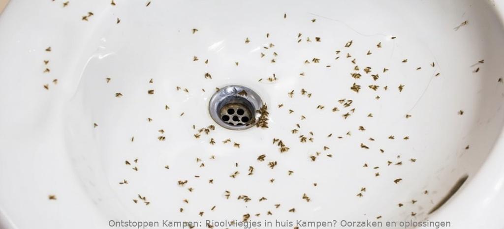 Rioolvliegjes in huis Kampen? Oorzaken en oplossingen